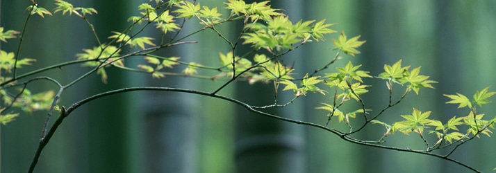 wellness tree Tree